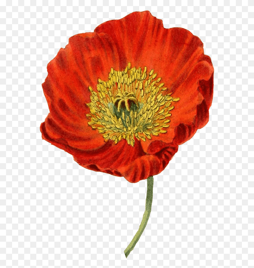 583x827 Svg Royalty Free Red Transparent Stickpng Poppy Flower Botanical Illustration, Plant, Blossom, Pollen HD PNG Download