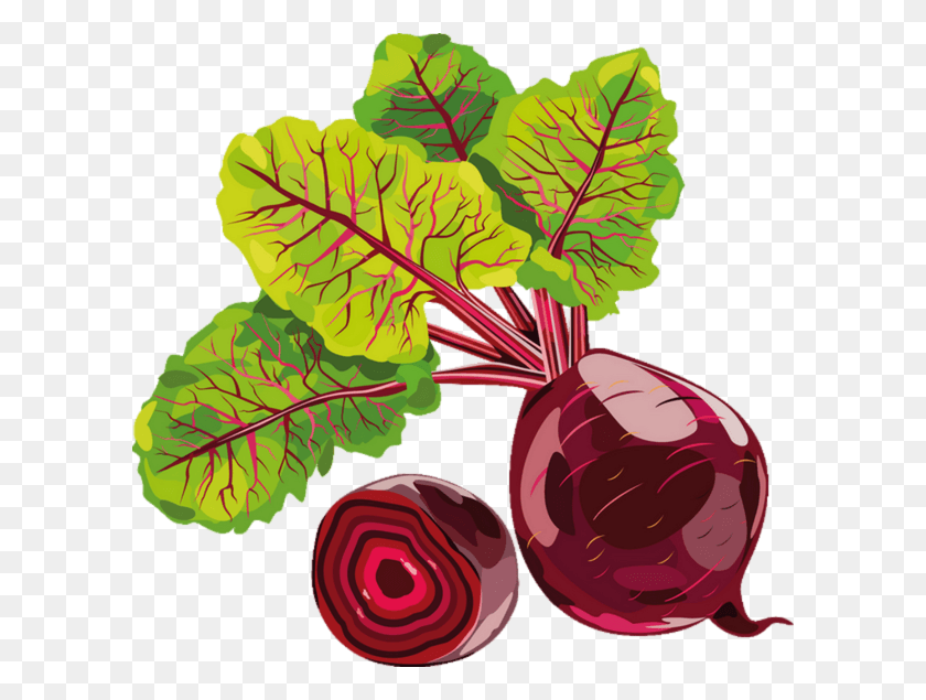 600x575 Svg Royalty Free Vegetable Chard Beetroot Dessin Betterave, Plant, Produce, Food HD PNG Download