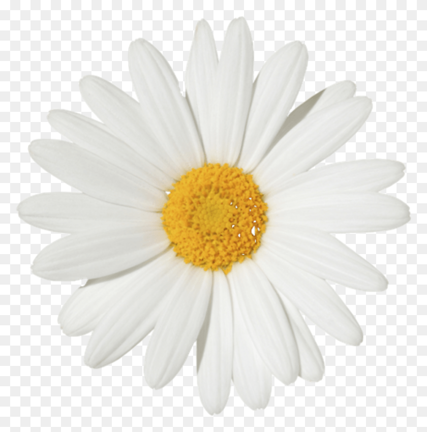 926x938 Svg Stock Piscina Vintage Natureza Perfeita Naturezaperfeita Black Case With A Big Sparkly White Flower, Plant, Daisy, Flower HD PNG Download