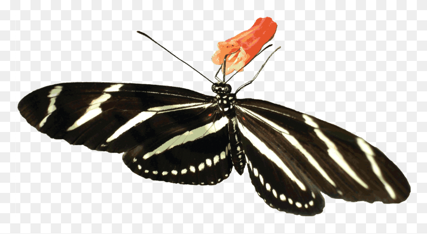 1835x945 Mariposas Png, Insectos, Invertebrados, Animales Hd Png