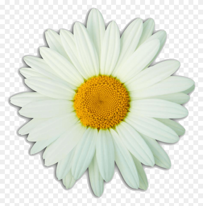 886x900 Svg Transparent The Aroostook Medical Center Cardiology, Plant, Daisy, Flower HD PNG Download