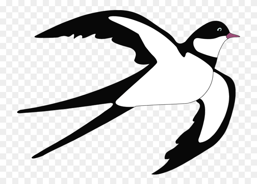 732x540 Swallow Clipart, Bird, Animal HD PNG Download