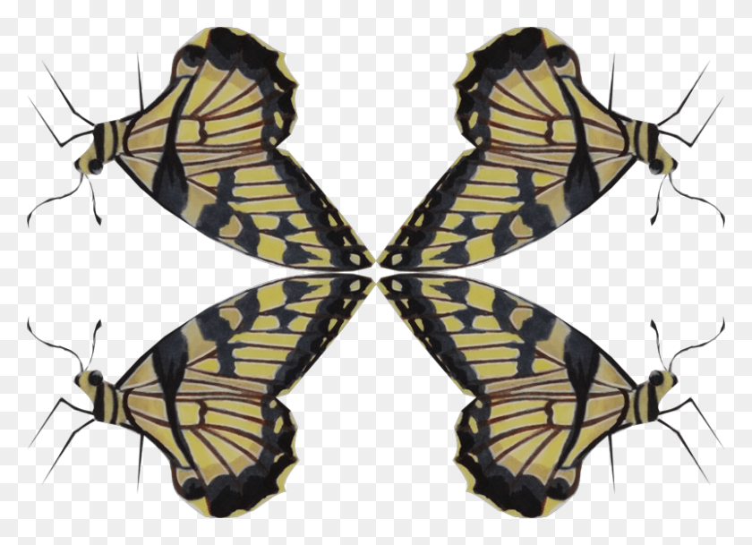 800x564 Swallowtail Butterfly, Pattern, Ornament, Tattoo HD PNG Download