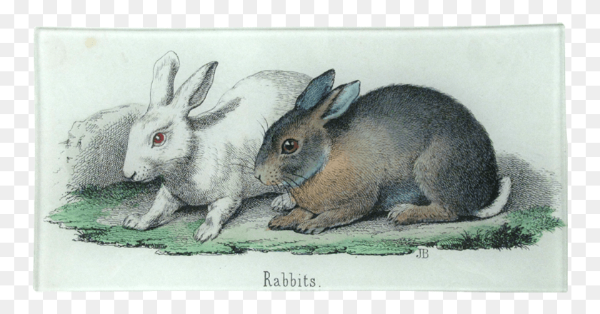 Swamp Rabbit, Hare, Rodent, Mammal HD PNG Download