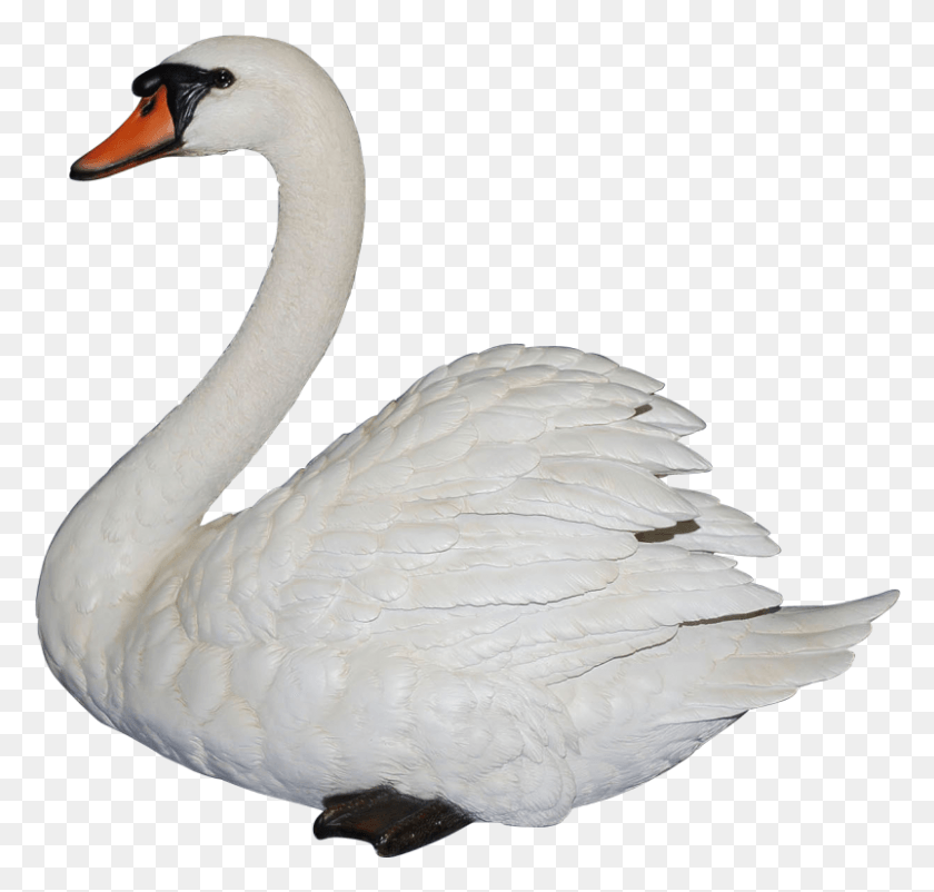 802x763 Swan Clipart Image Mute Swan Transparent, Bird, Animal HD PNG Download
