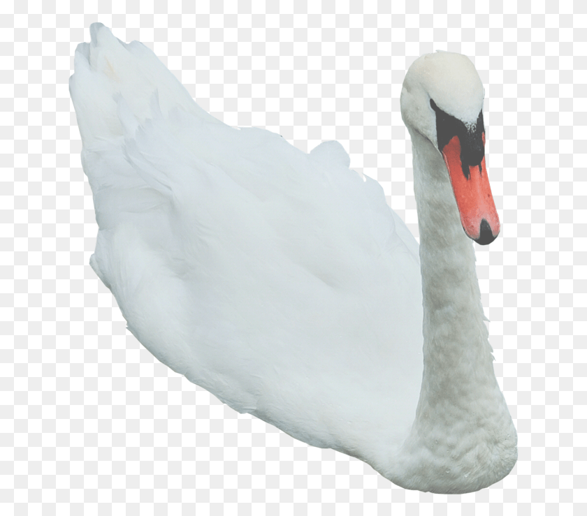 645x679 Swan Free Image, Bird, Animal, Wedding Gown HD PNG Download