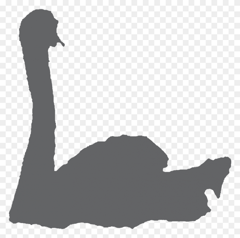 888x881 Swan In Water Silhouette, Bird, Animal, Waterfowl HD PNG Download