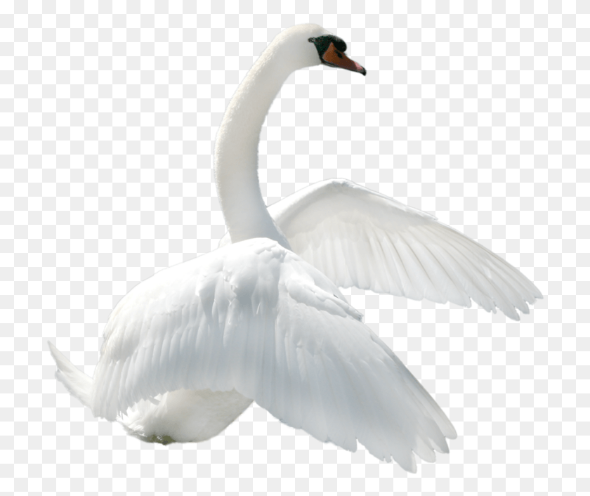 710x646 Swan Transparent Images Transparent Backgrounds, Bird, Animal, Waterfowl HD PNG Download