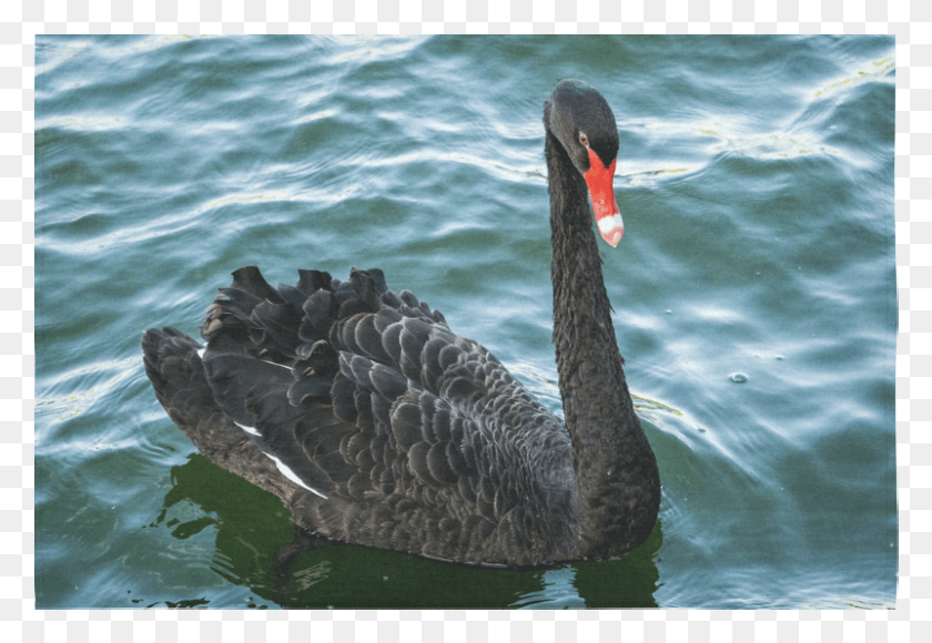 801x534 Swans, Waterfowl, Bird, Animal HD PNG Download