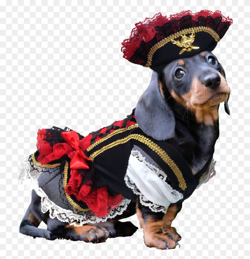 728x810 Swashbuckler Pirate Dog Costume Pirate Dog Costume, Person, Human, Hat HD PNG Download