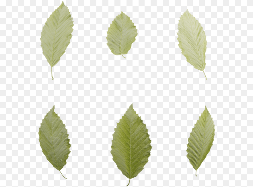 592x622 Sweet Birch, Leaf, Plant Sticker PNG