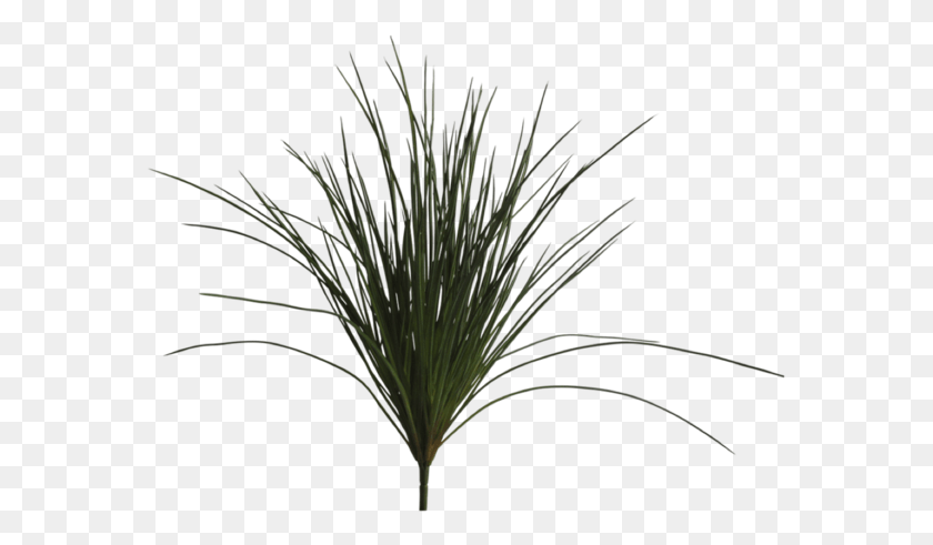 575x431 Sweet Grass, Plant, Tree, Flower HD PNG Download