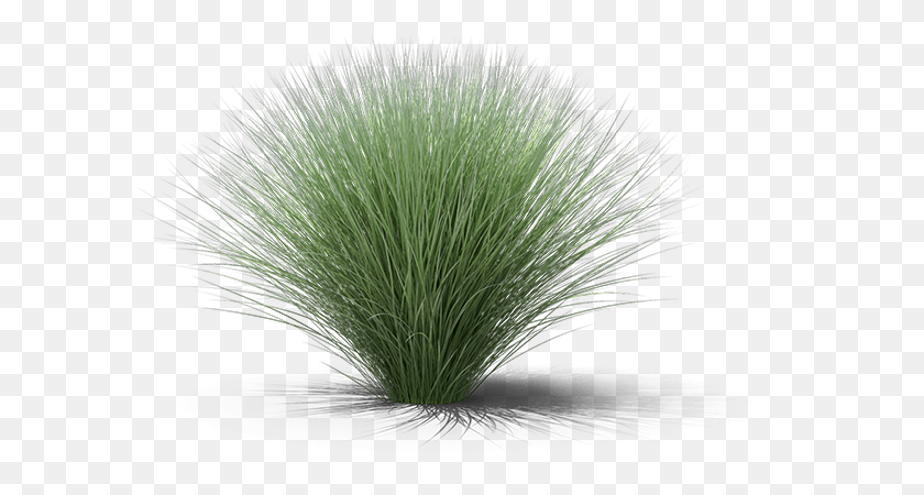 601x390 Sweet Grass, Plant, Moss, Lawn HD PNG Download