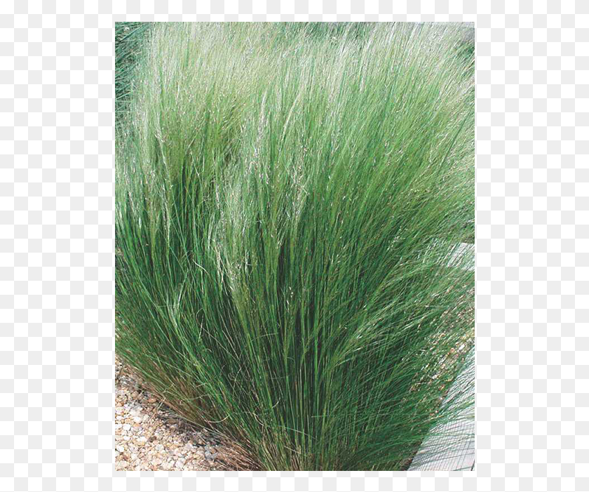 514x641 Sweet Grass, Plant, Agropyron, Lawn HD PNG Download