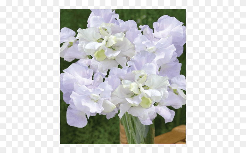429x461 Sweet Pea, Plant, Flower, Blossom HD PNG Download