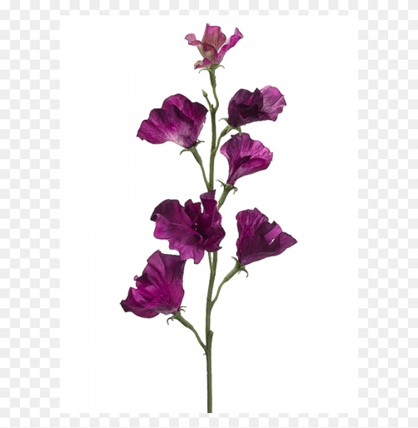 601x801 Sweet Pea Spray Dark Orchid Purple Sweet Pea Flower, Plant, Blossom, Gladiolus Descargar Hd Png