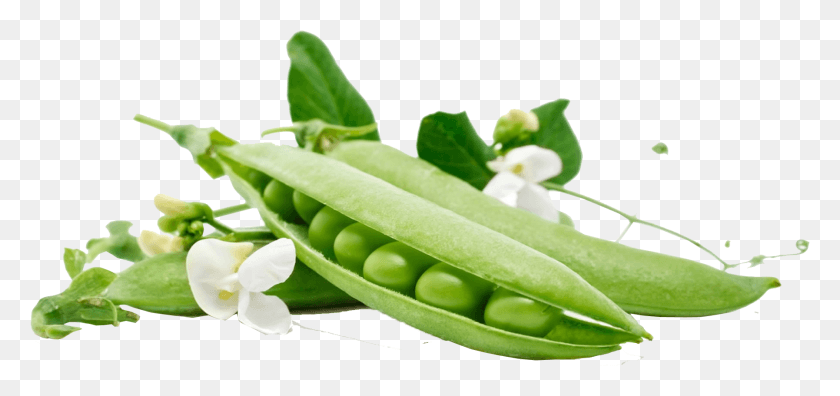 1795x774 Sweet Peas File, Plant, Pea, Vegetable HD PNG Download