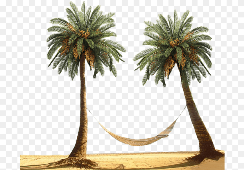 705x585 Sweeter Dreams Ramriddlz, Furniture, Palm Tree, Plant, Tree Clipart PNG