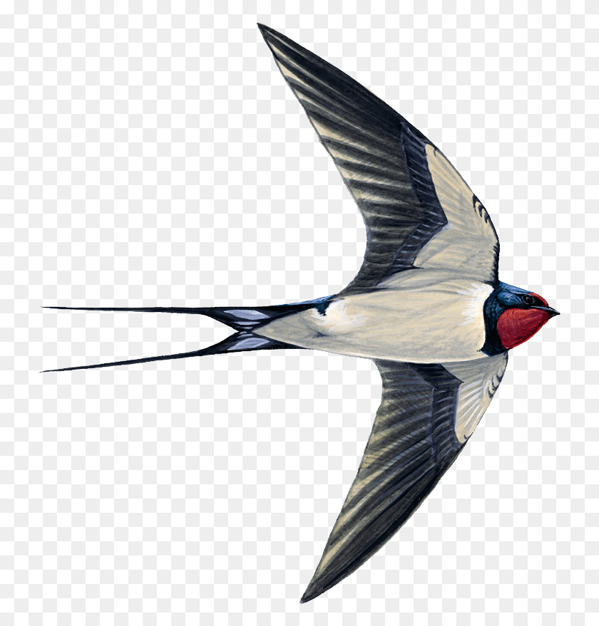 733x819 Swift Bird, Swallow, Animal, Flying HD PNG Download