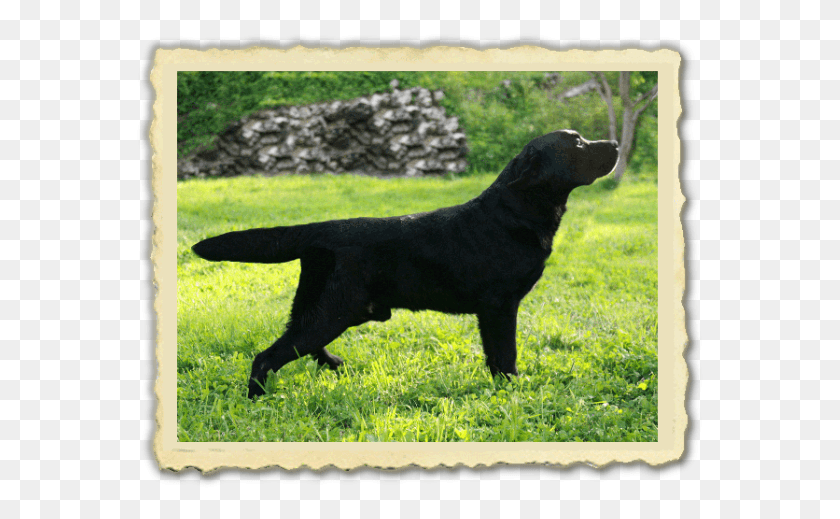 569x459 Swinging Fellow Coal Miner Dog Catches Something, Pet, Canine, Animal Descargar Hd Png