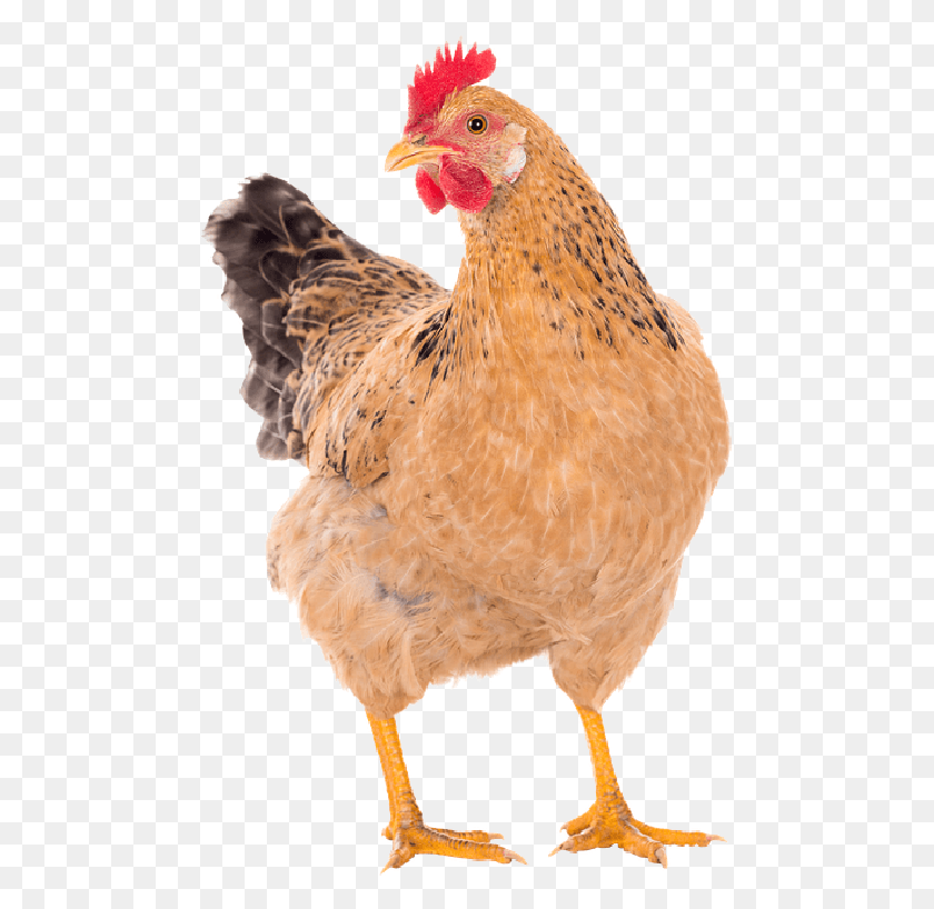 481x758 Swiss Francs E Chicken Image, Poultry, Fowl, Bird HD PNG Download