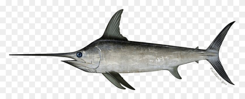 1259x452 Рыба-Меч Североатлантическая Рыба-Меч, Рыба, Животное, Морская Жизнь Hd Png Скачать