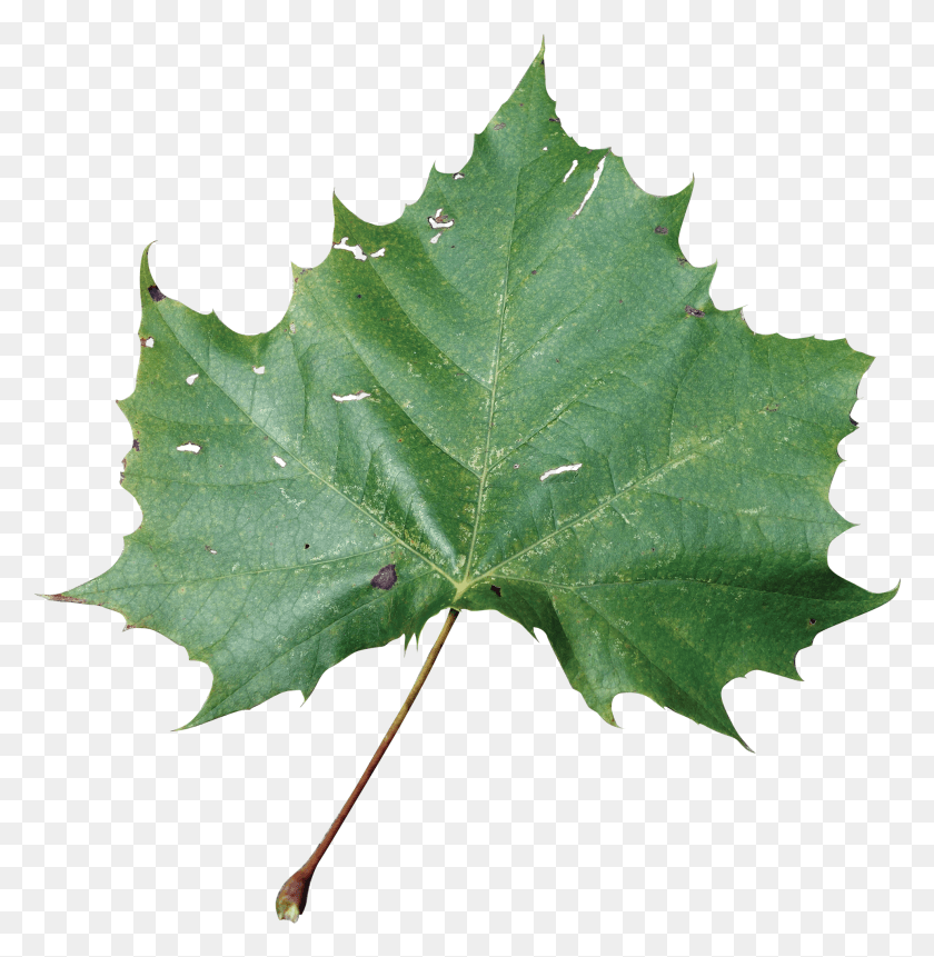 1927x1981 Sycamore Tree Leaf Rose Leaf, Planta, Árbol, Arce Hd Png