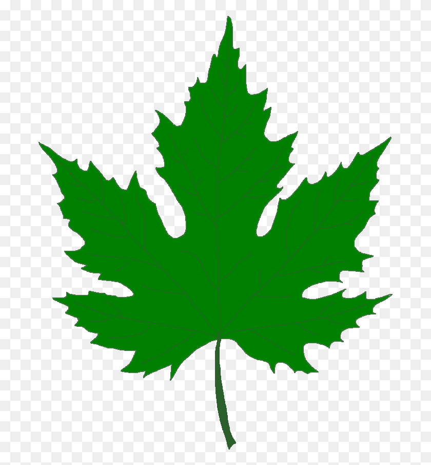 691x845 Зеленый Кленовый Лист Зеленый Кленовый Лист, Лист, Растение, Дерево Png Скачать