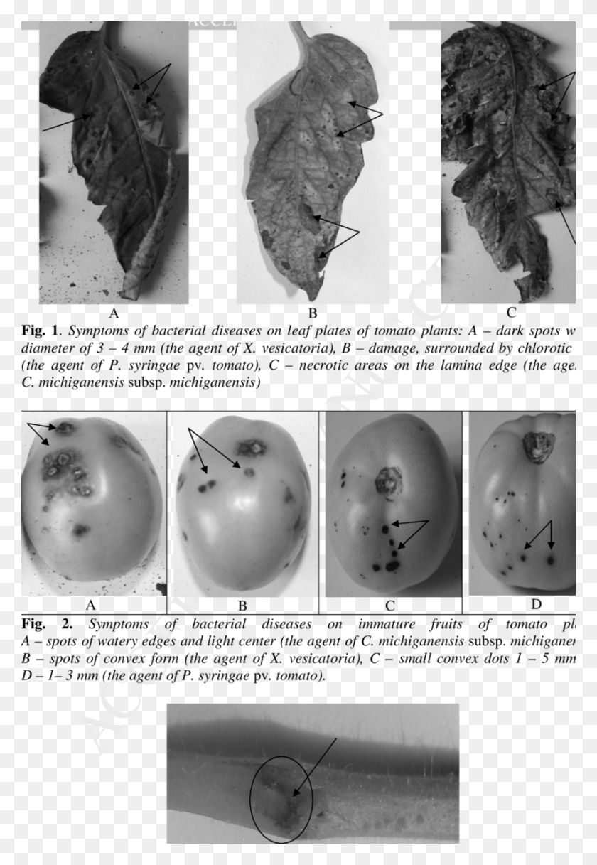 850x1261 Symptoms Of Bacterial Cancer On Stem Vessels Of Tomato Braconidae, Egg, Food, Collage HD PNG Download