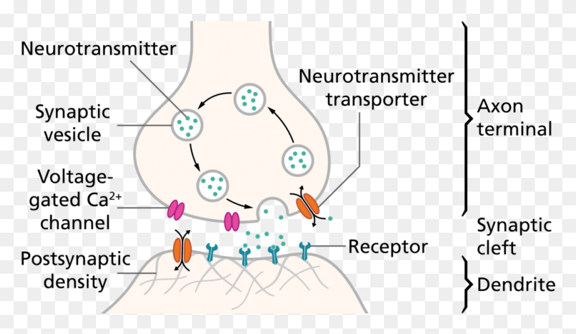 994x546 Synapseschematic En Svg Neuron Synapse, Árbol, Planta, Ornamento Hd Png