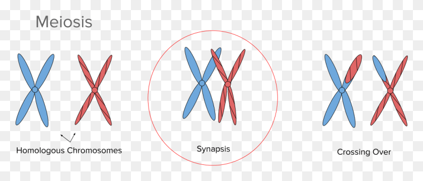 1096x421 Synapsis Meiosis, Machine, Engine, Motor HD PNG Download