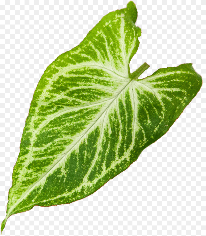 845x969 Syngonium Glo Go Xanthosoma, Leaf, Plant, Flower Transparent PNG