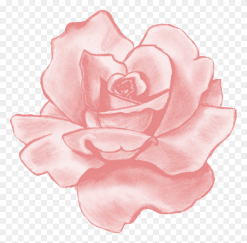 1231x1210 Шприц Клипарт Прозрачные Наклейки С Розовой Розой В Tumblr, Растение, Роза, Цветок Png Скачать