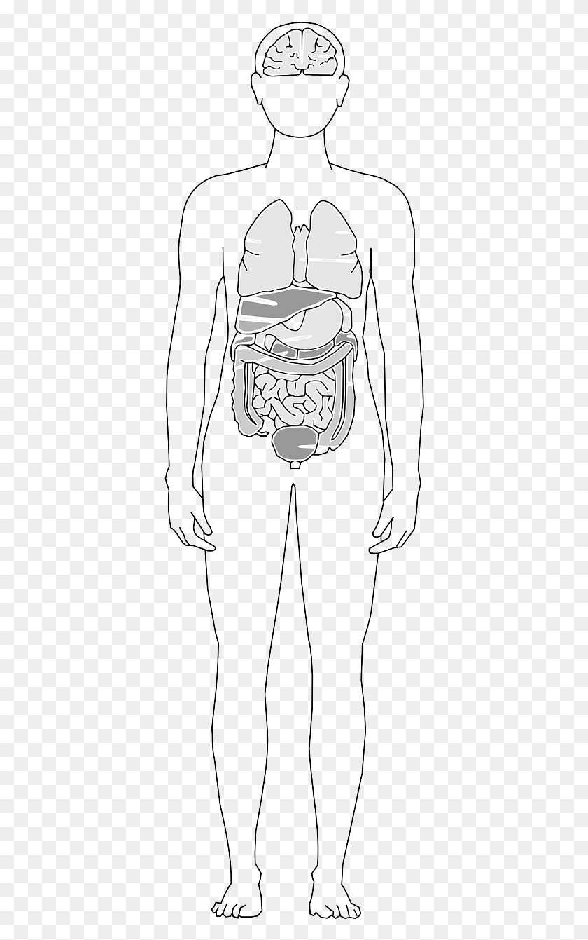 376x1281 Systemic Lupus Sle Organ, Skeleton, Hourglass HD PNG Download
