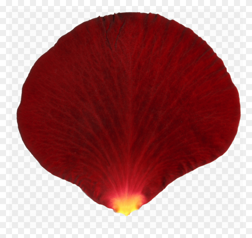 1024x963 Descargar Png / Szukaj W Google Shell, Pétalo, Flor, Planta Hd Png