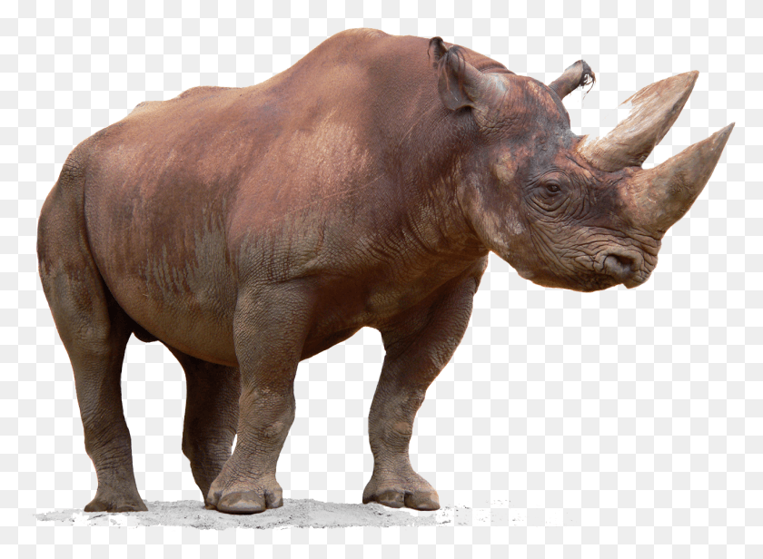 1290x920 T Gic, Rhino, Wildlife, Mammal HD PNG Download
