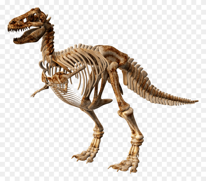 1280x1114 Lagarto Png / Esqueleto De Dinosaurio Png