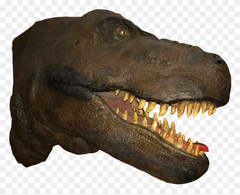 878x702 T Rex Head Tyrannosaurus, T-rex, Dinosaur, Reptile HD PNG Download