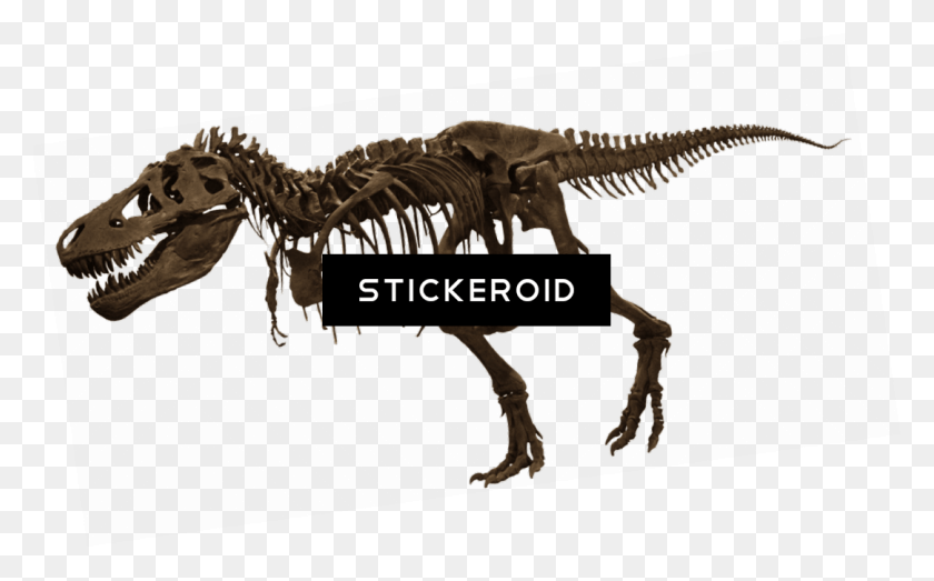 1083x643 T Rex Skelet American Museum Of Natural History, Dinosaur, Reptile, Animal HD PNG Download