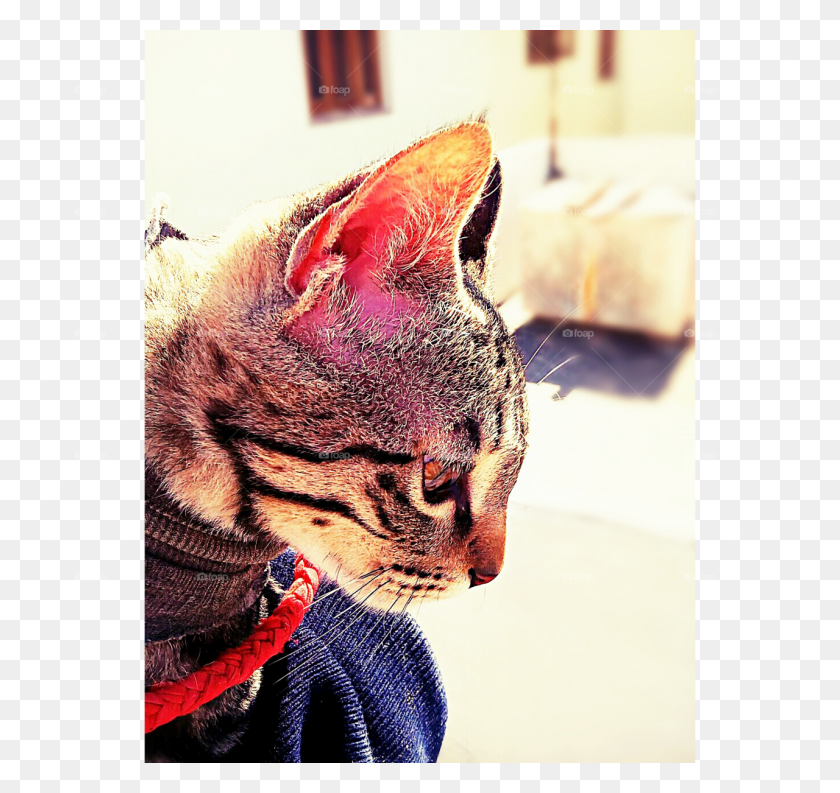 1280x1204 Полосатый Кот, Абиссинская Кошка, Домашнее Животное, Млекопитающее Hd Png Скачать