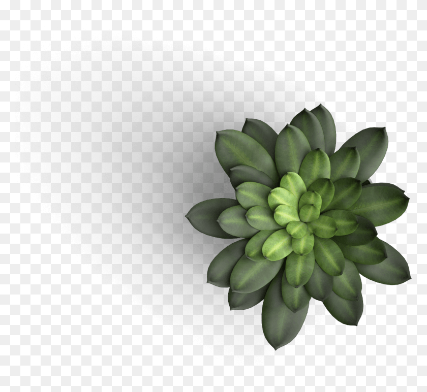 1156x1056 Table Plant Top View, Green, Potted Plant, Vase HD PNG Download