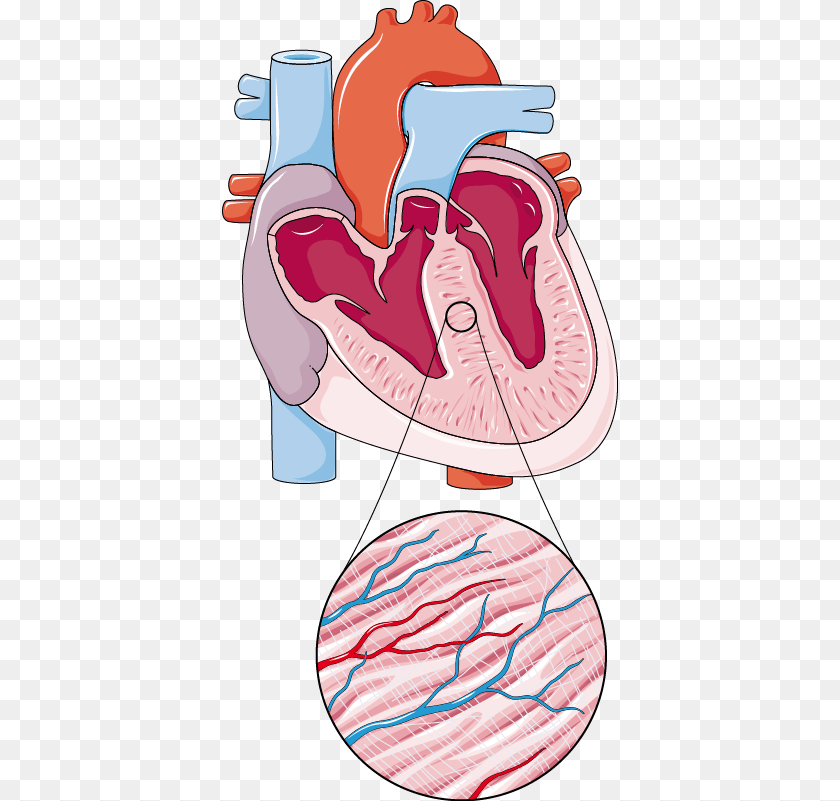 Tac Heart Failure Model, Body Part, Stomach Sticker PNG