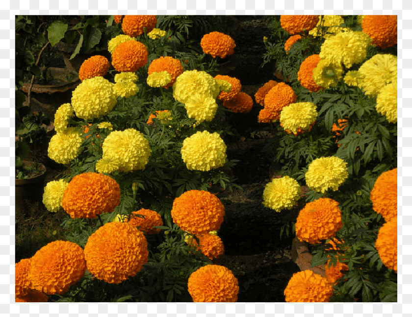 1000x753 Tagetes Patula, Dahlia, Flower, Plant HD PNG Download