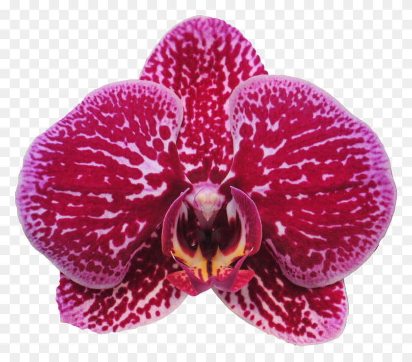 2544x2212 Taida Black Cat A09473 Moth Orchid HD PNG Download