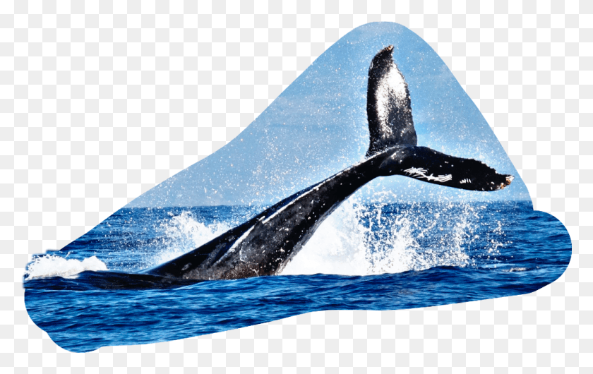 1024x618 Tail Fin Water Splash Whale, Mammal, Sea Life, Animal HD PNG Download