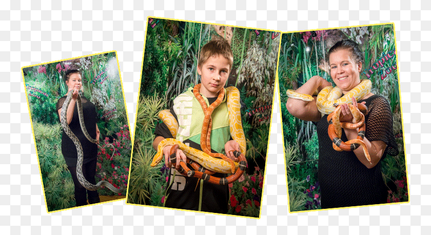 759x398 Take A Picture Of Yourself With A Living Snake Poster, Tree, Plant, Person HD PNG Download
