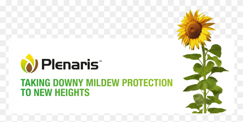 1120x524 Taking Downy Mildew Protection To New Heights Sunflower, Text, Plant, Clothing Descargar Hd Png