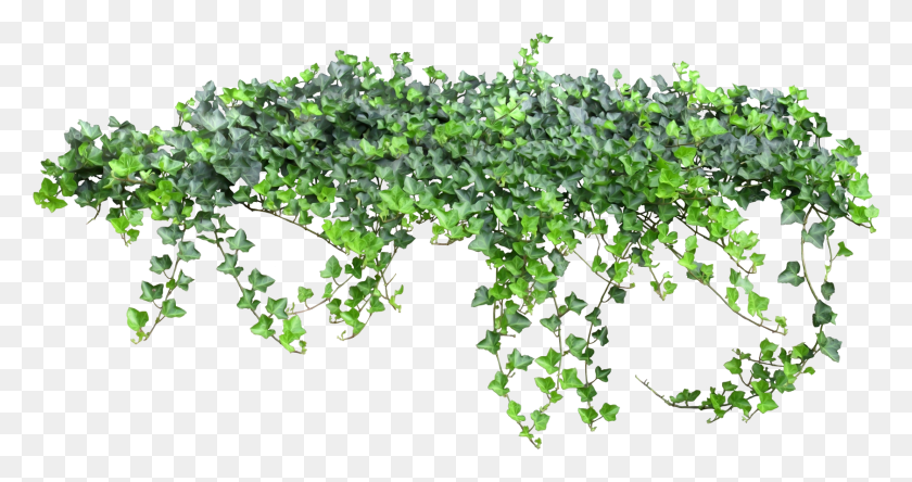 1679x827 Tale Fairy Vine Ivy Texture Free Photo Clipart Enredadera, Plant, Bush, Vegetation HD PNG Download