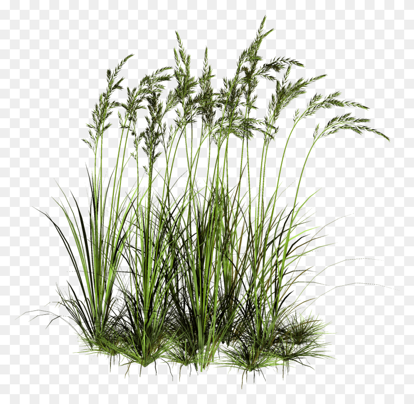 1600x1560 Высокая Трава Сладкая Трава, Растение, Газон, Растительность Hd Png Скачать