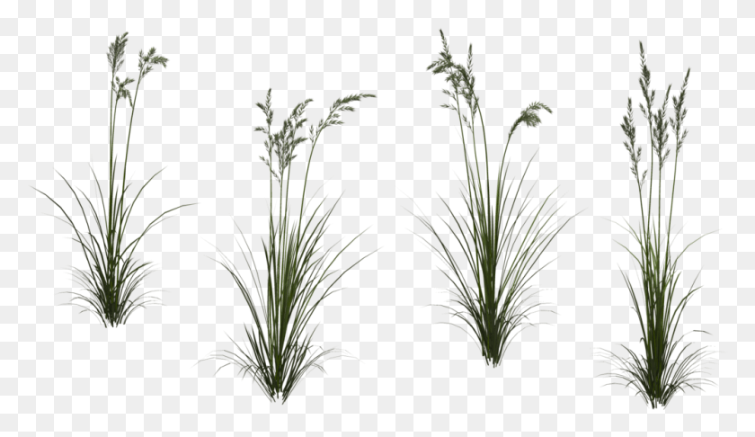 1000x547 Tall Grass Transparent Wheat Grass Texture, Plant, Bush, Vegetation HD PNG Download